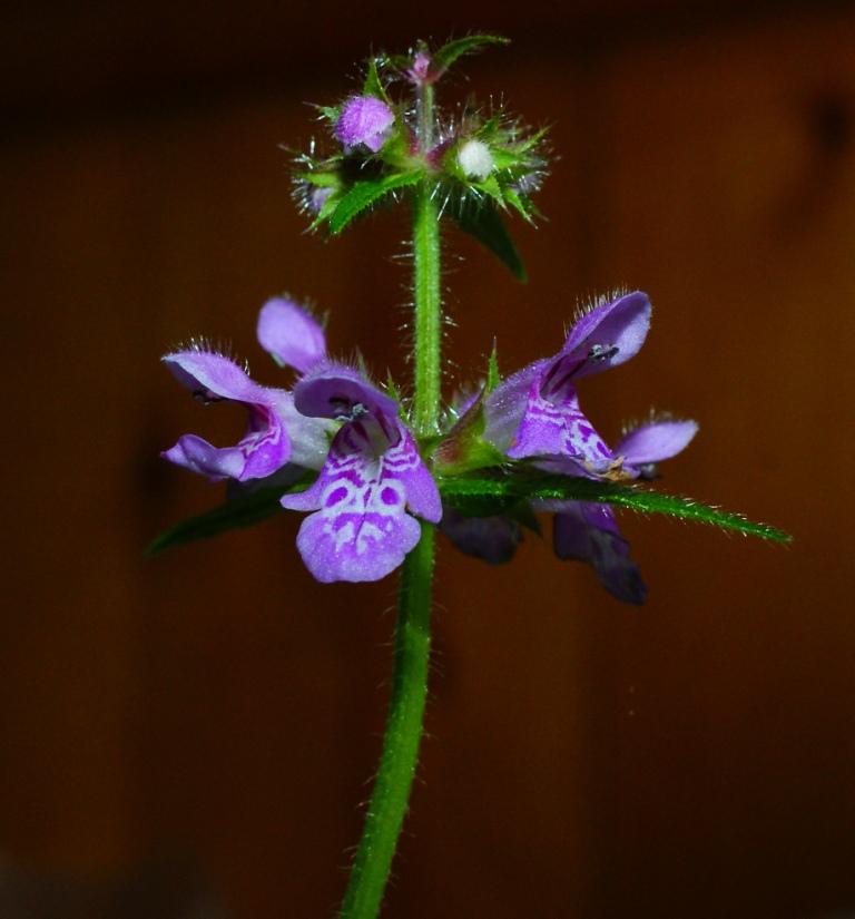 Изображение особи Stachys palustris.