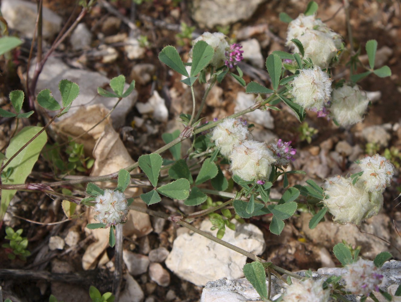 Image of Trifolium tomentosum specimen.