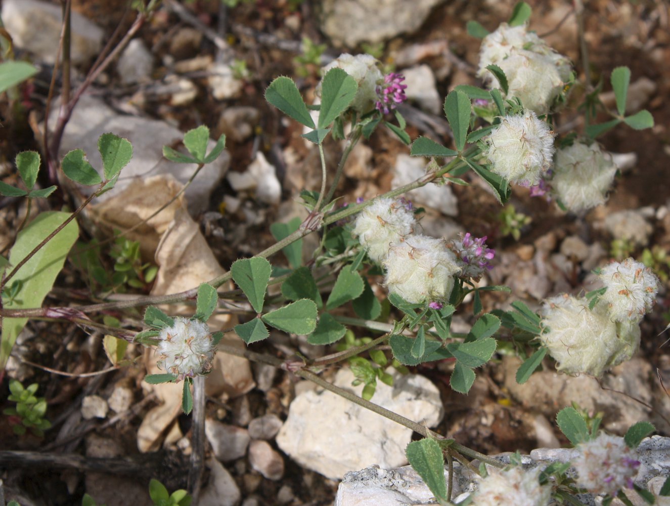 Изображение особи Trifolium tomentosum.