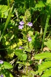 Glechoma hederacea. Цветущее растение. Восточный Казахстан, Глубоковский р-н, окр. с. Тарханка, склон сопки. 07.06.2013.