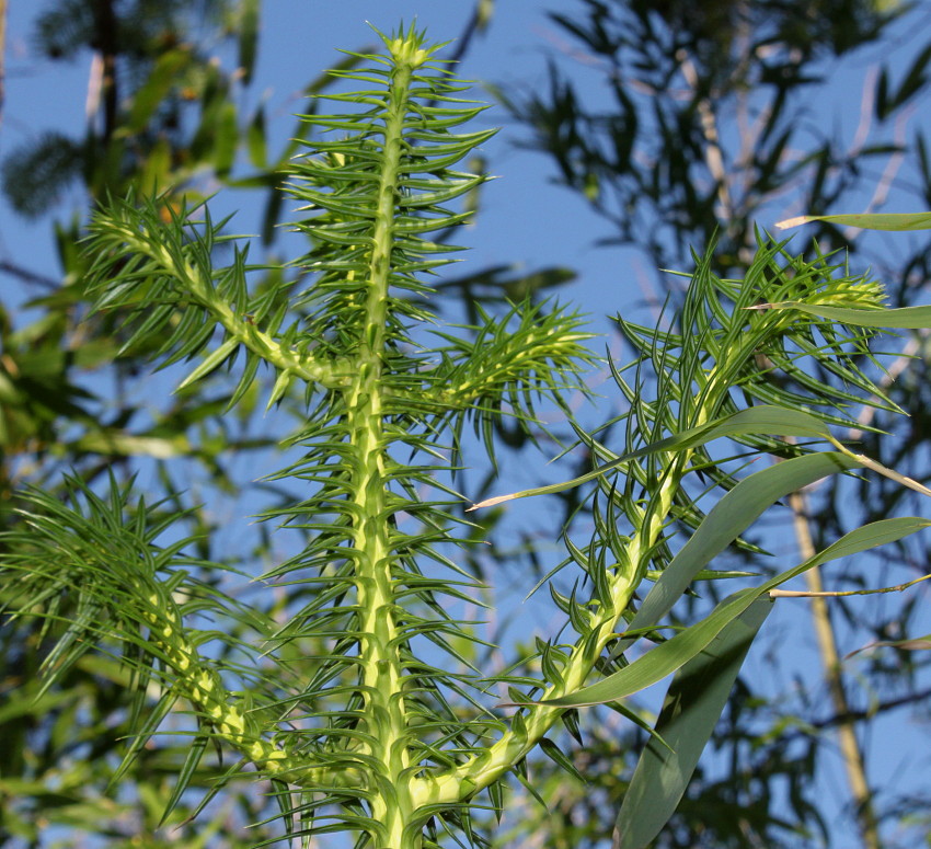 Изображение особи Cunninghamia lanceolata.
