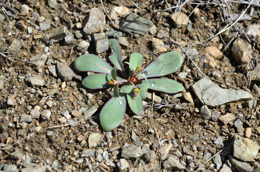 Изображение особи Euphorbia rapulum.