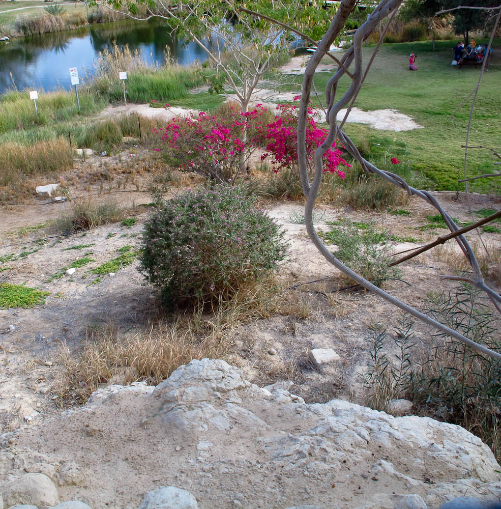 Image of Eremophila maculata specimen.