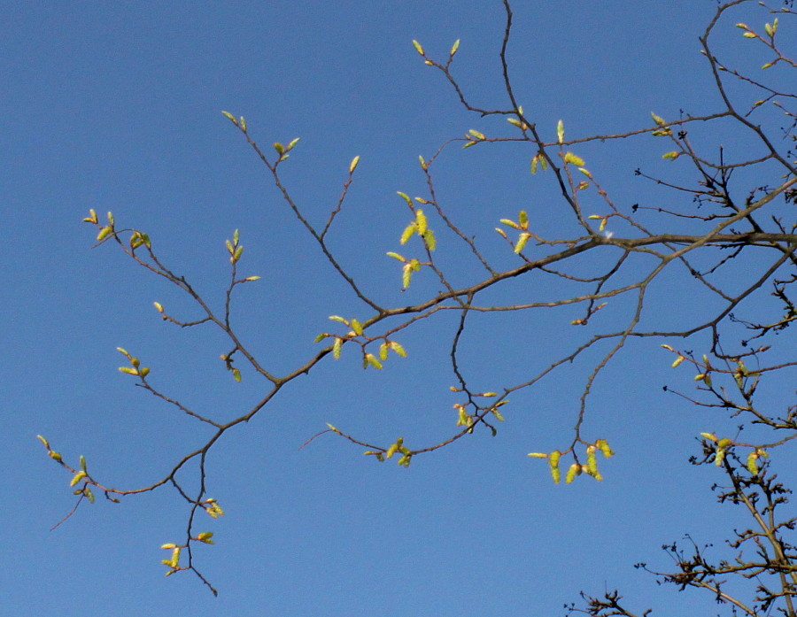 Image of Carpinus japonica specimen.