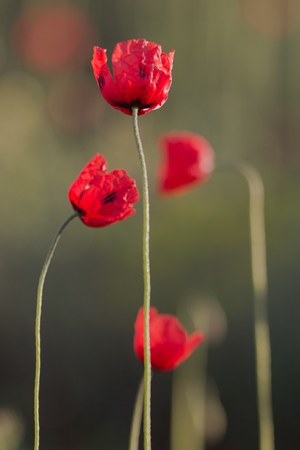 Изображение особи род Papaver.