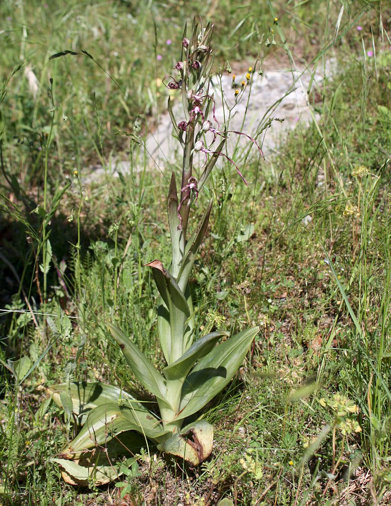 Изображение особи Himantoglossum adriaticum.