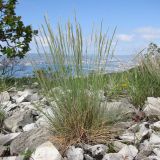 Festuca