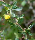 Berberis microphylla. Средняя часть ветки с цветком. Германия, г. Дюссельдорф, Ботанический сад университета. 04.05.2014.