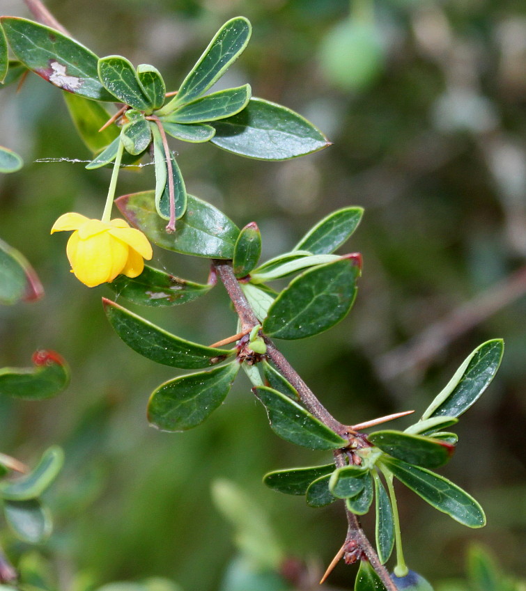 Изображение особи Berberis microphylla.