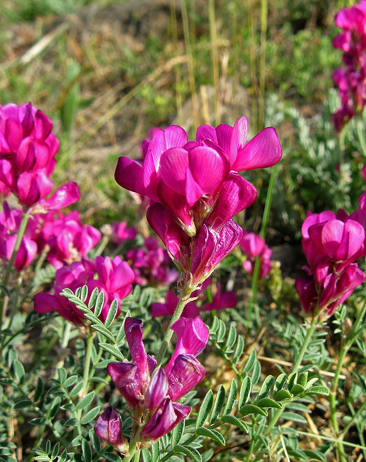 Image of Hedysarum tauricum specimen.