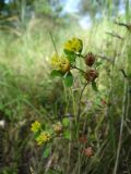 Trifolium campestre