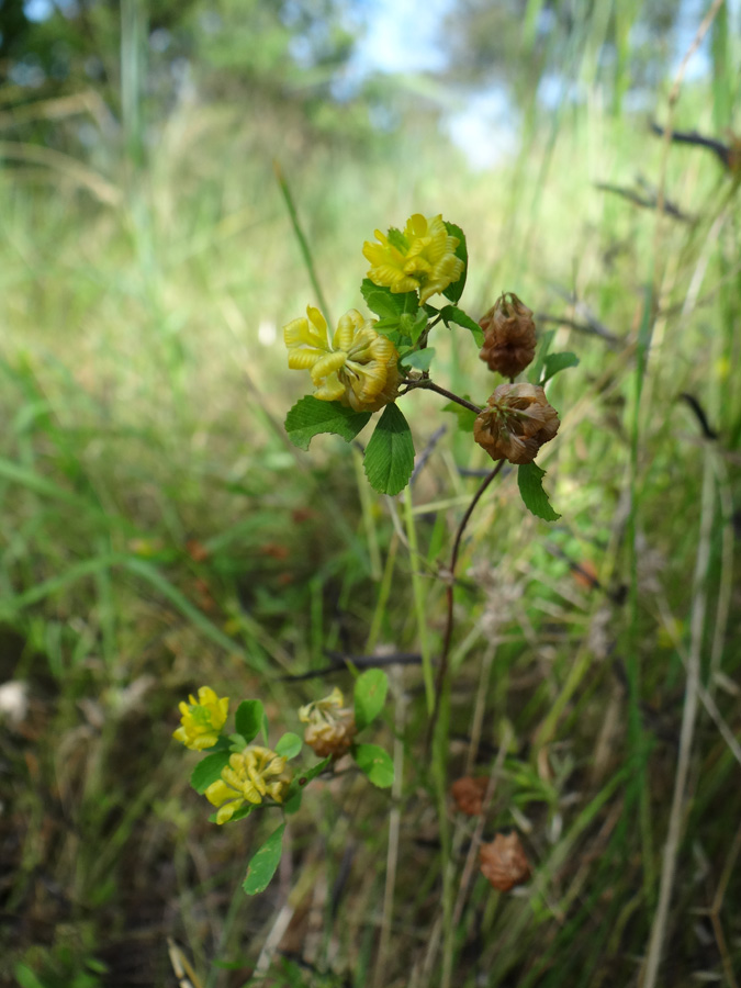Image of Trifolium campestre specimen.