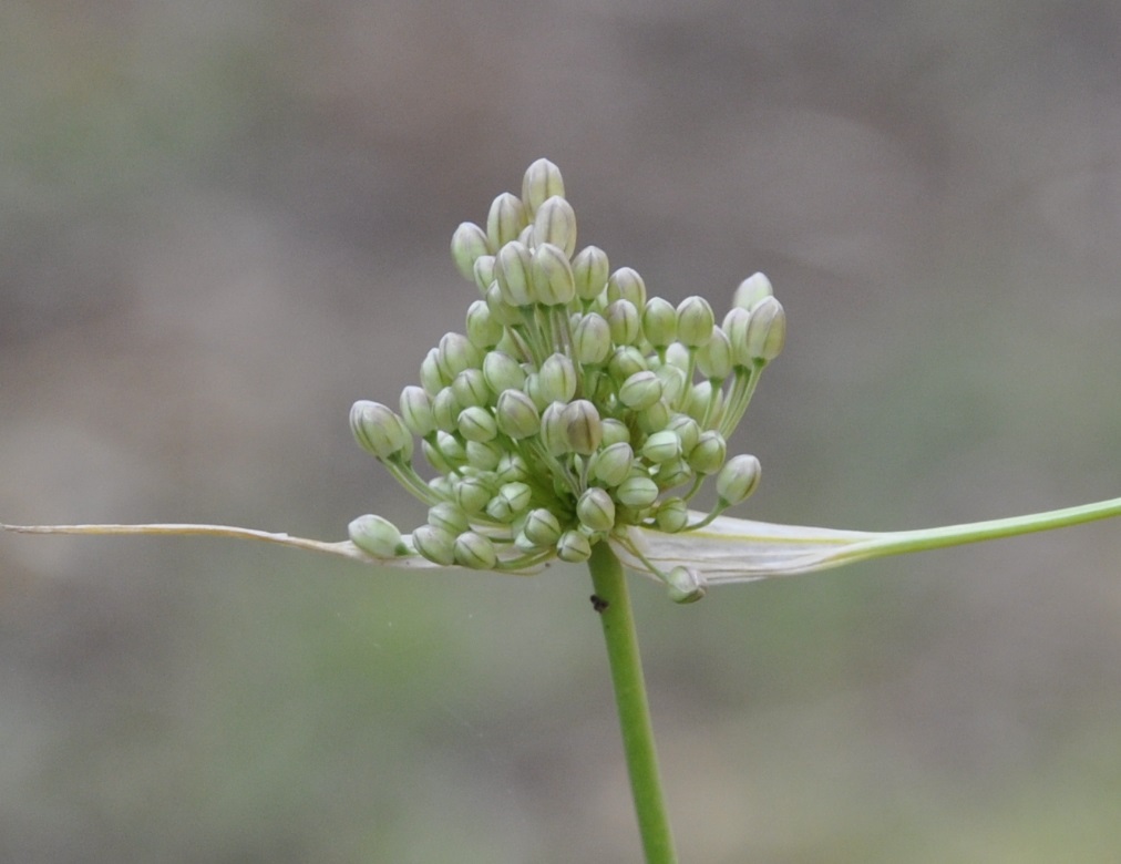 Изображение особи Allium pallens.