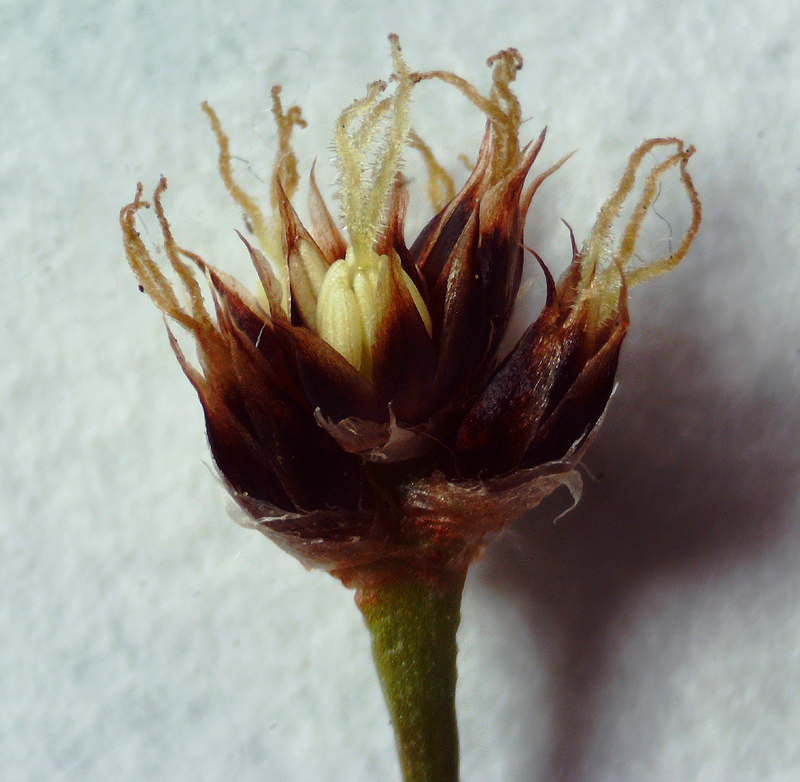 Image of Luzula multiflora ssp. frigida specimen.