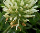 Trifolium ochroleucon. Нижняя часть соцветия. Германия, г. Дюссельдорф, Ботанический сад университета. 02.06.2014.