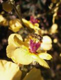 Verbascum marschallianum