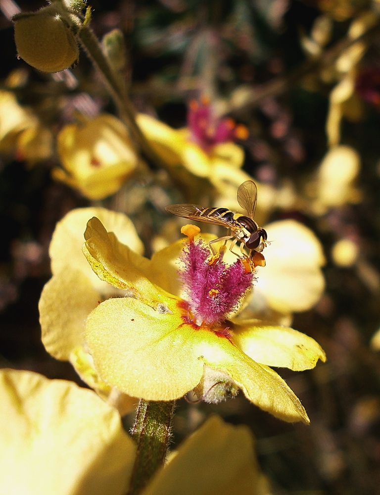 Image of Verbascum marschallianum specimen.