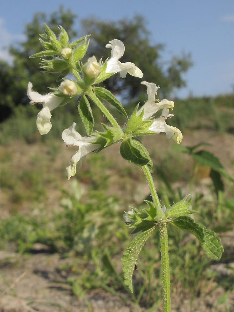 Image of Stachys annua specimen.