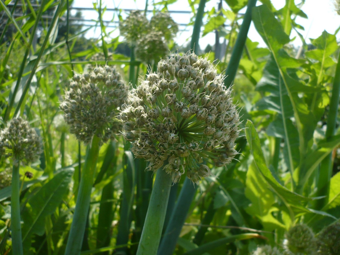 Изображение особи Allium fistulosum.