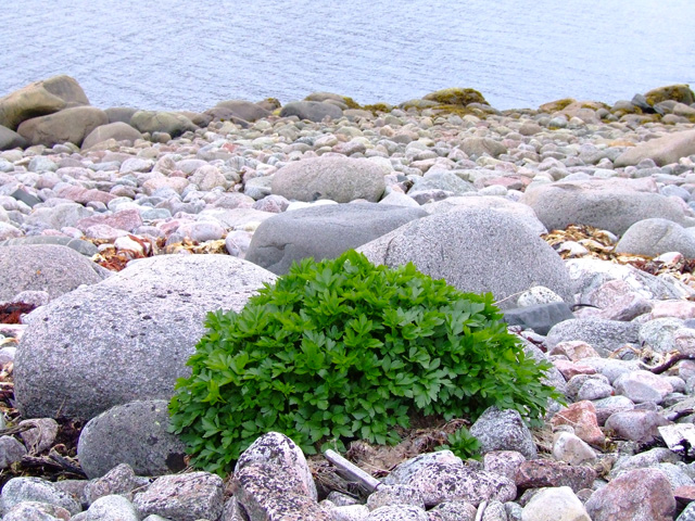 Image of Ligusticum scoticum specimen.