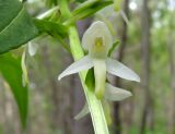 Platanthera metabifolia