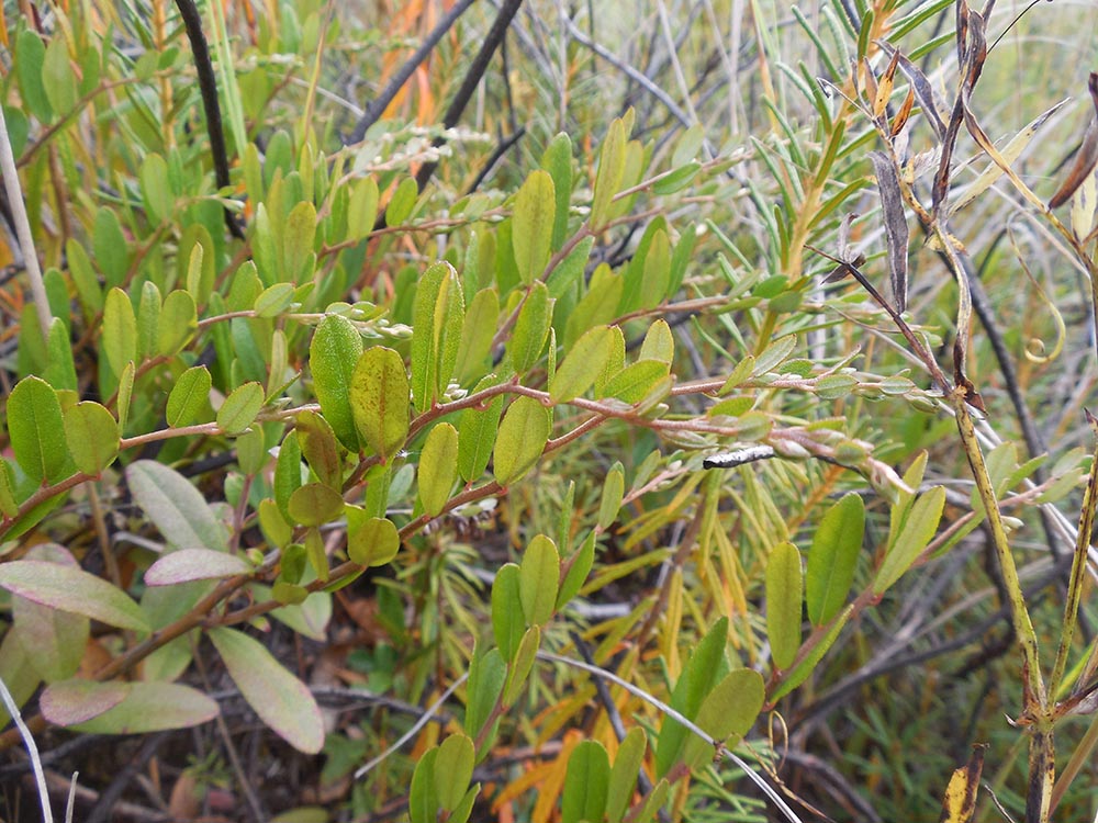 Image of Chamaedaphne calyculata specimen.