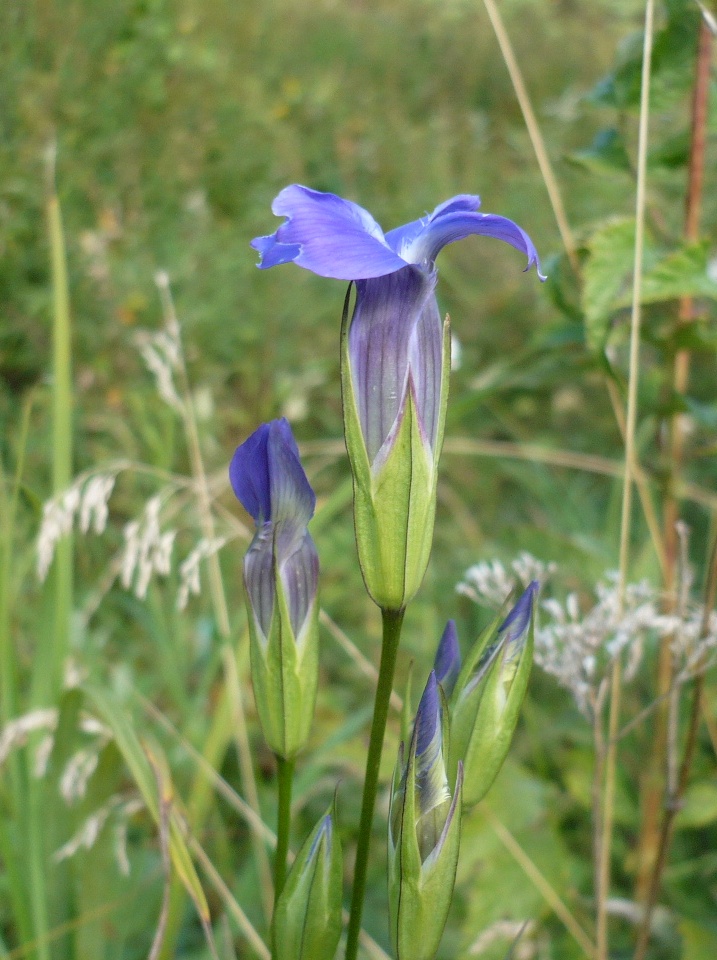 Изображение особи Gentianopsis barbata.