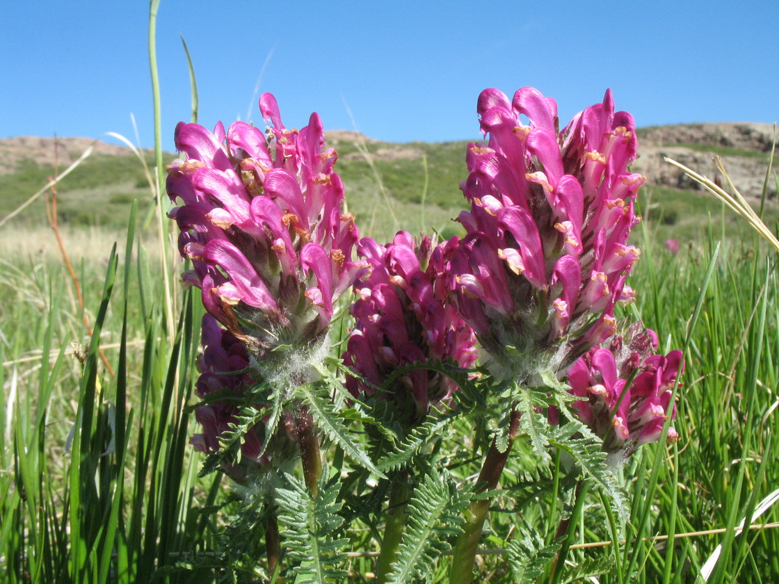 Image of Pedicularis dasystachys specimen.