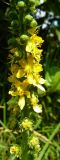 Agrimonia eupatoria