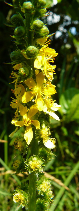 Изображение особи Agrimonia eupatoria.