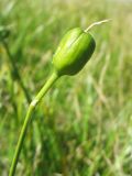 Narcissus angustifolius. Плод. Украина, Закарпатская обл., Раховский р-н, хр. Свидовец. 23 июля 2009 г.