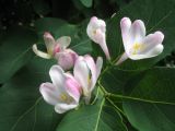 Lonicera tatarica. Соцветия и листья. Восточный Казахстан, Южный Алтай, Маркакольская котловина, пер. в долину Холодная. 29 июня 2012 г.