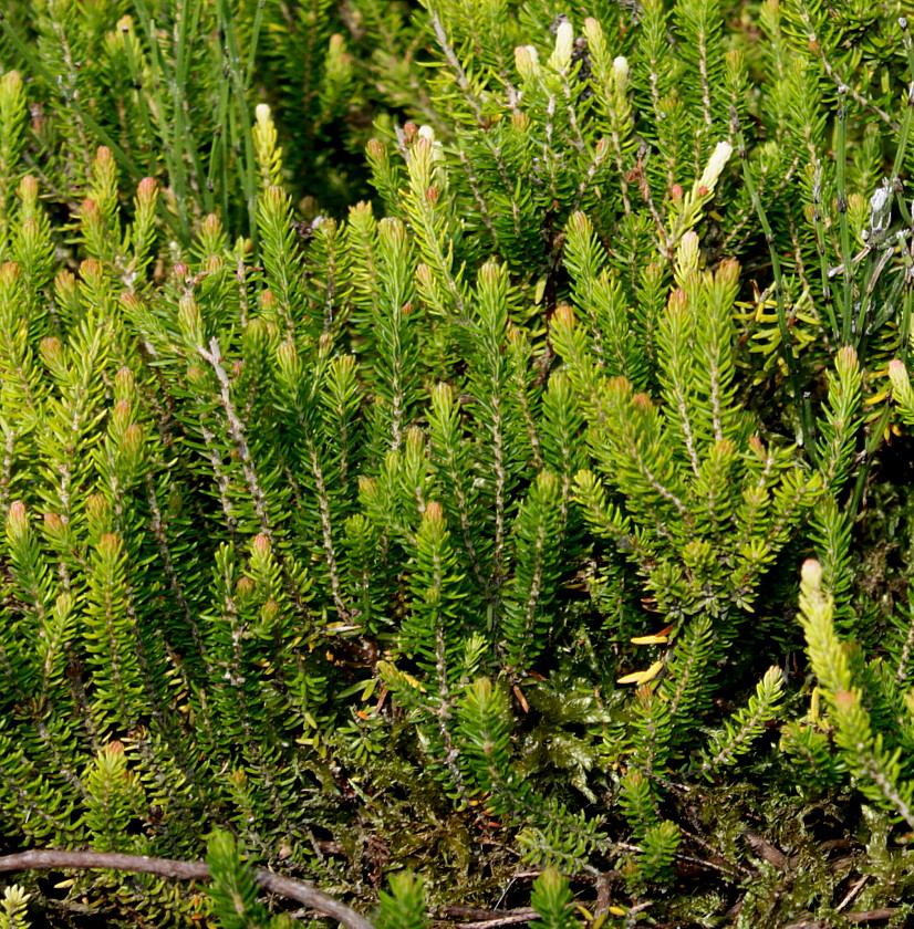 Image of Bruckenthalia spiculifolia specimen.