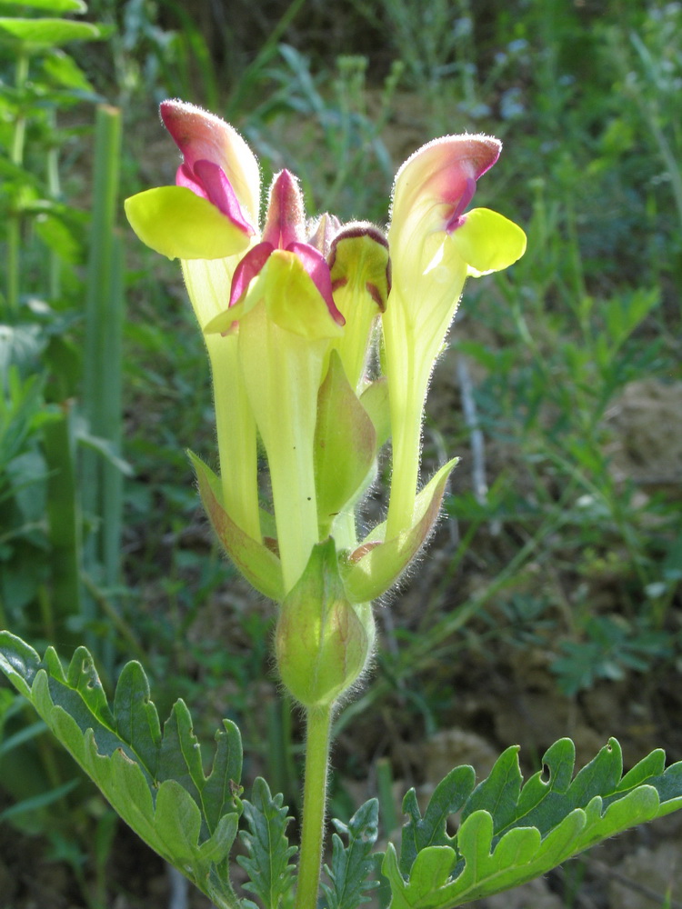 Изображение особи Scutellaria transiliensis.