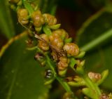 Image of taxon representative. Author is Татьяна Мальчинская