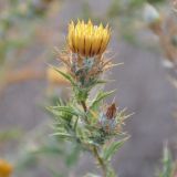 Carlina corymbosa