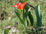 Tulipa fosteriana