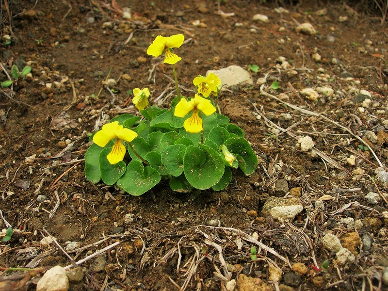 Изображение особи Viola avatschensis.