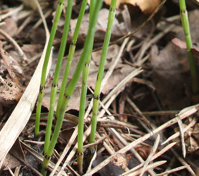 Image of Equisetum ramosissimum specimen.