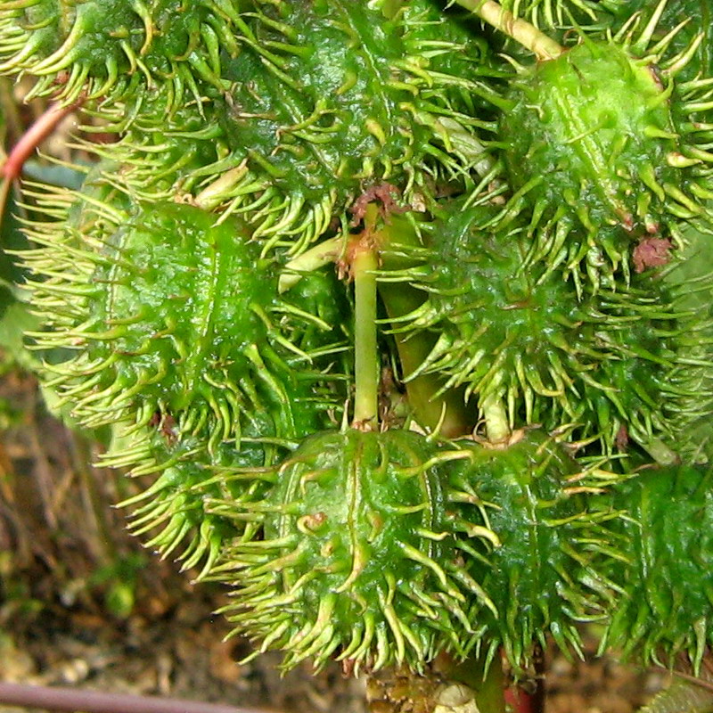 Image of Ricinus communis specimen.