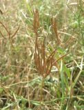 Securigera varia