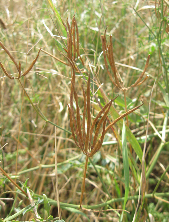 Image of Securigera varia specimen.