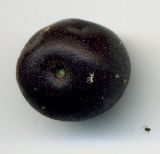Image of taxon representative. Author is Николай Дегтярёв