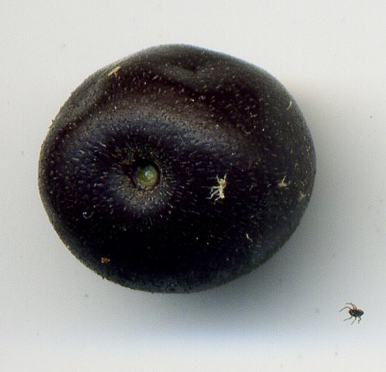 Image of Swida sanguinea specimen.