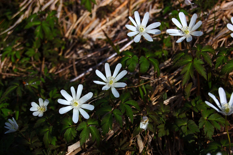 Изображение особи Anemone altaica.