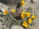 Portulaca grandiflora