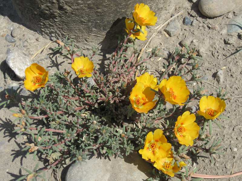 Image of Portulaca grandiflora specimen.