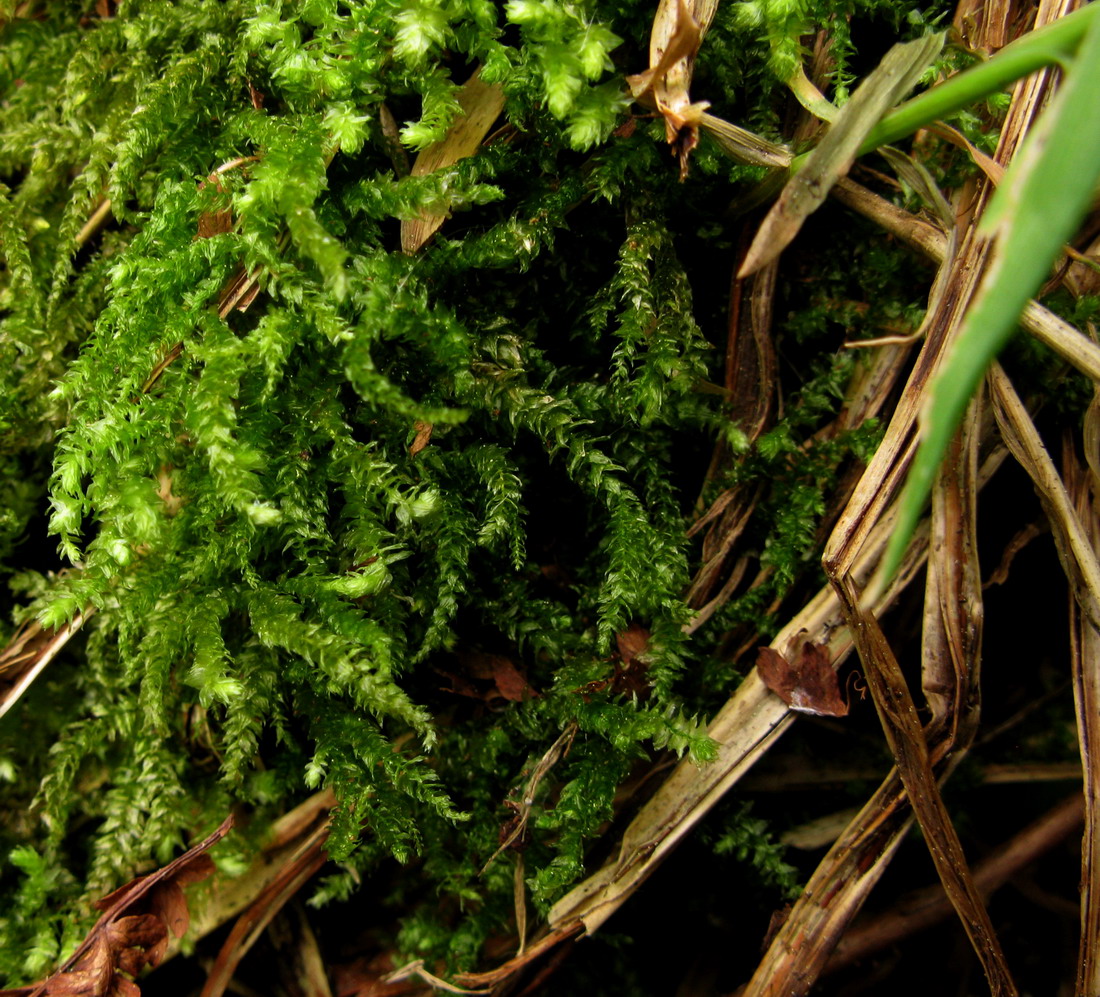 Изображение особи Eurhynchium angustirete.