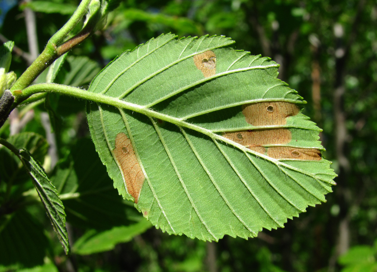 Изображение особи Alnus incana.