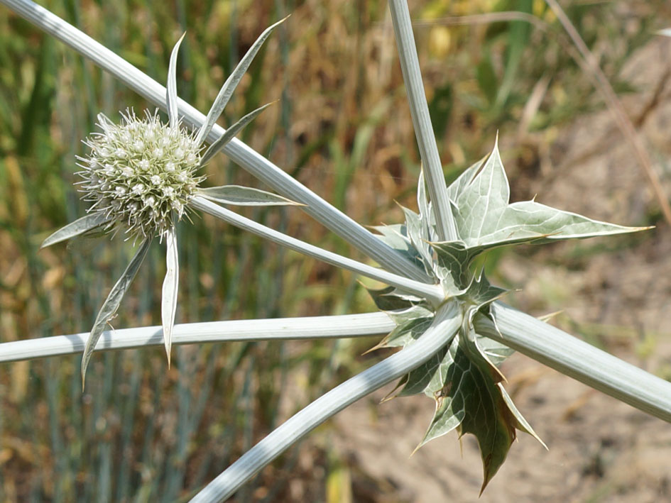 Image of Eryngium macrocalyx specimen.